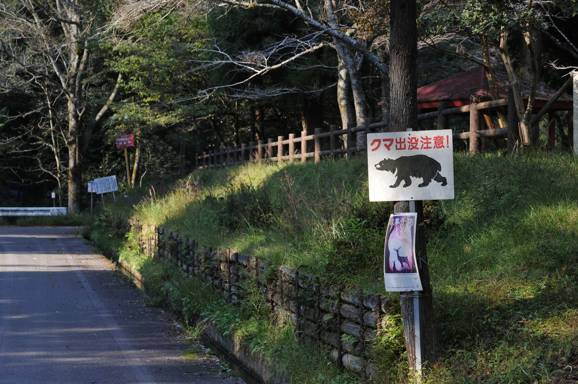 【Emergency】東京都町田でクマ出没！なぜクマは山を降りるのか？